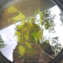 dollarforthewolfman avatar