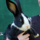 dollarstorehimi avatar