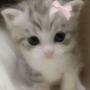 dollclubhouse avatar