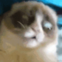 dolls-kitten-blog avatar