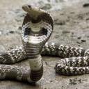 dollydippindots avatar