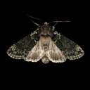 dollyinterrupted avatar