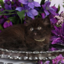 dollythedemon avatar