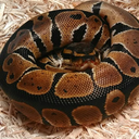 dolostheballpython avatar