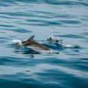 dolphin-diaries avatar