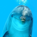 dolphin-fag avatar