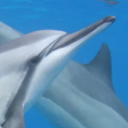 dolphin-with-no-water avatar