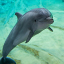 dolphin1812 avatar