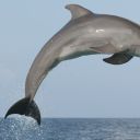 dolphinmusician avatar