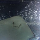 dolphinqueen5 avatar