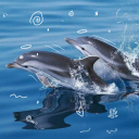 dolphins-cove avatar