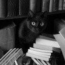 dolusilahiterstuut avatar