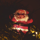 domenicocervini avatar