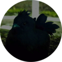 domesticfluffsimulator avatar