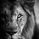 dominate-her-thoughts avatar