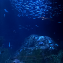 donkeyhasabutt avatar