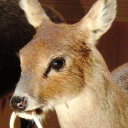 donnerstag-girl avatar