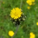 dont-forget-to-run avatar