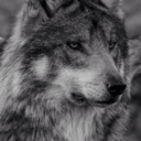 dont-let-me-drownnn avatar