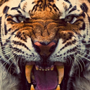 dont-touch-meh avatar