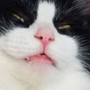 dont-touch-the-fluff avatar