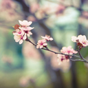 dontforgetplusc avatar