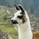 dontforgettoalpacayourstuff avatar