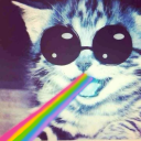 dontkillkitten avatar