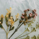 dontlosemenow avatar