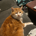 dontmindmeonebit avatar