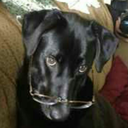 dontpanicloveotters avatar