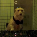 dontpestersylvester avatar