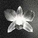 dontsendorchids avatar