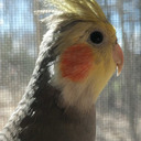 donut-thecockatiel avatar