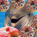 donutdolphin-blog avatar