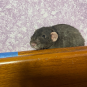 doodleofbugness avatar