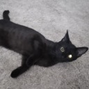 doodlesdoodles avatar