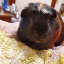 dopebirdpuppy avatar