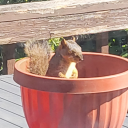 dopedonutkitty avatar