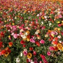 dopepsinotcoke avatar