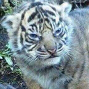 dorianbotello avatar