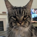 doritosandavocados avatar