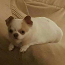 dorks-infiction avatar