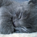 dortheyjac-blog avatar