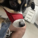 dosomehoodratthang-blog avatar