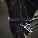 doublebridle avatar