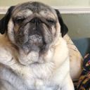 doublewide-decadence avatar