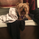 doughnotfollow avatar