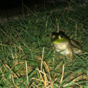 doves-writings-n-stuff avatar