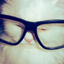 dovwes avatar